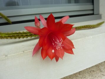 Aporocactus Mallisoni