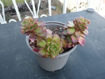 Sedeveria Letizia