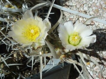 Tephrocactus papyracanthus