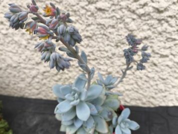 Pachyveria Powder Puff