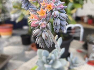 Pachyveria Powder Puff