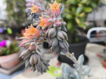 Pachyveria Powder Puff