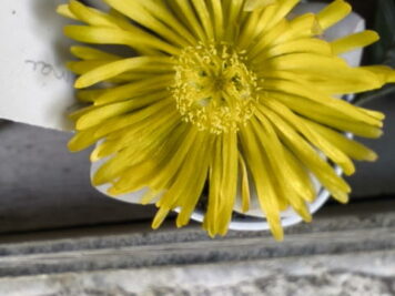 lapidaria margaretae