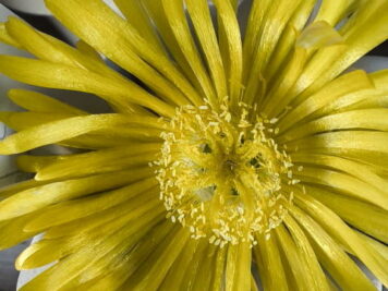 lapidaria margaretae