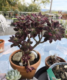 Echeveria pulvinata devotion