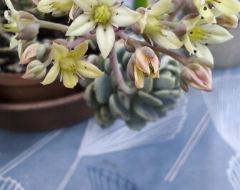 xSedeveria Pudgy