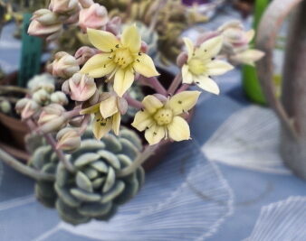 xSedeveria Pudgy
