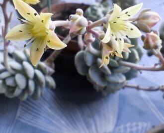 xSedeveria Pudgy