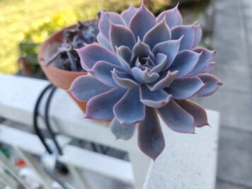 Echeveria Subsessilis