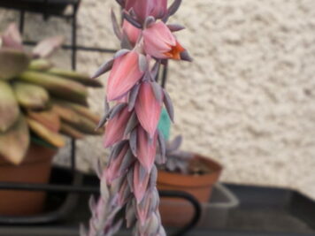 Echeveria Subsessilis