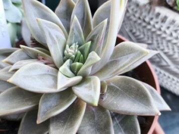 Echeveria Danica