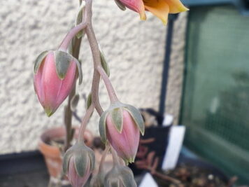 Echeveria Danica